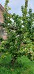 Pear tree