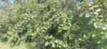 Quetch trees