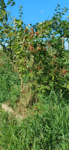 Thornless blackberries