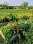 huis met ecologische tuin te koop